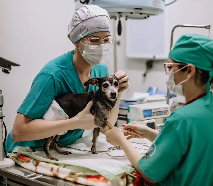 Sala de cirurgia Hospital Veterinário Vettie